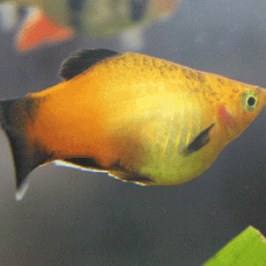 Sunburst Pregnant 1.gif