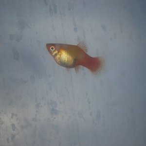 fish.jpg
