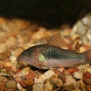 Corycatfish.jpg