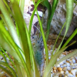 rsz_2img_1160.jpg