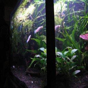 TC_fish_Tank_3.jpg