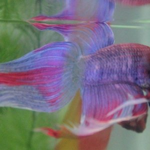 New Betta 1.jpg