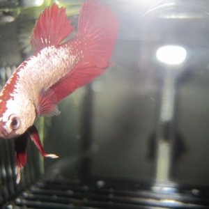 red_dragon1.JPG