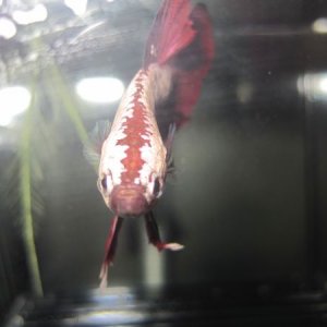red_dragon2.JPG