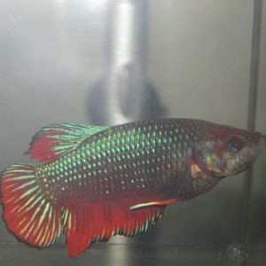 betta3(2).JPG