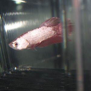 Dragonbetta 003.JPG
