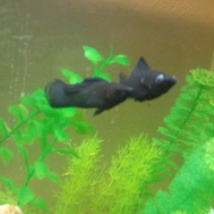Fish 7.jpg