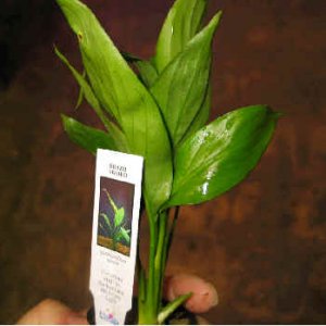 Plant,307.jpg