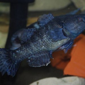 goby_0984.jpg