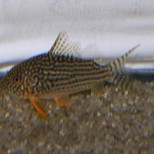 C. Sterbai 2.jpg