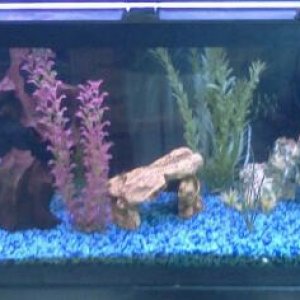 fish taNK 005.jpg