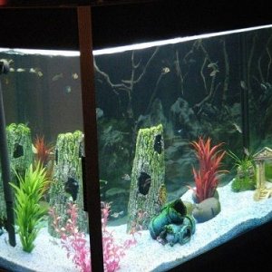 Alan's Tank.jpg
