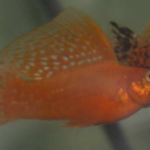 orange_sailfin.jpg