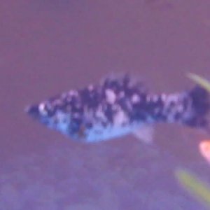 fish3.jpg