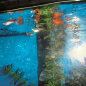 fish4 002.JPG