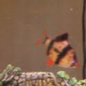 tiger eye.jpg