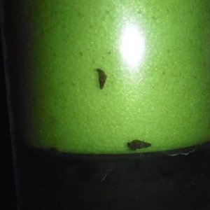 Filter Snails.jpg
