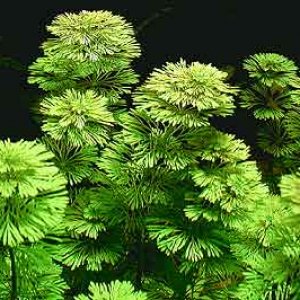 limnophila-sessiliflora-3427-p.jpg