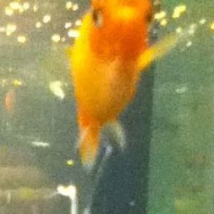 Fish.jpg