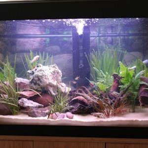 bow tank small.jpg