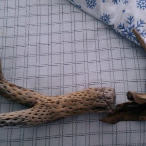 driftwood.jpg