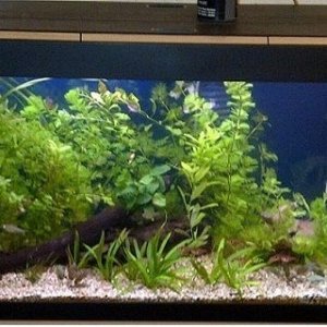 Tank 1.jpg