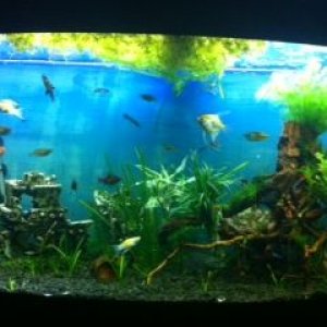 fish tank.JPG