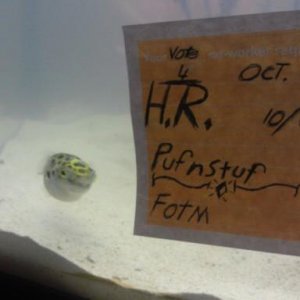 HR pufnstuf.jpg