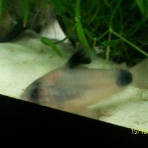 Cory3.jpg