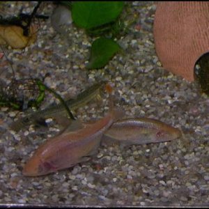 Blind Cave tetra pair.JPG