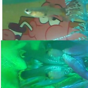 guppies.JPG