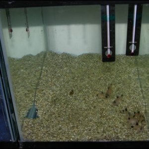 Panda spawning group.JPG