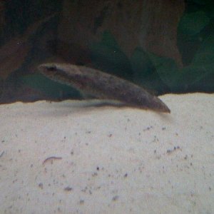 snakehead 1.jpg