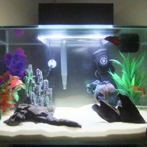 my tank.jpg