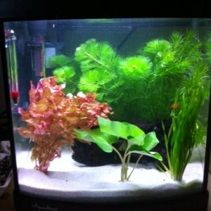 fish tank 1.JPG