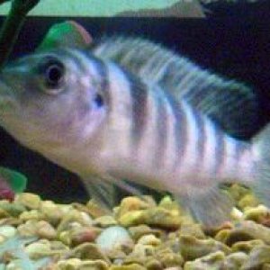 Fish1.jpg