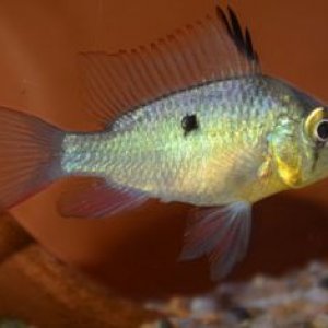 Male4.JPG