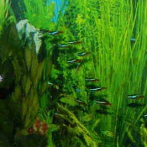 Fishes.jpg