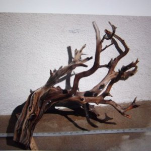 DSCF0595.jpg