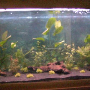front tank pic.JPG