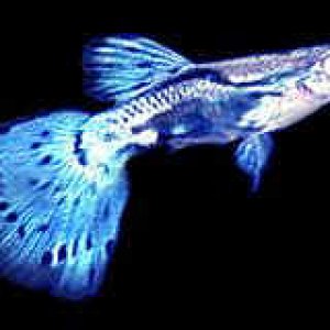 guppy_male_blue.jpg