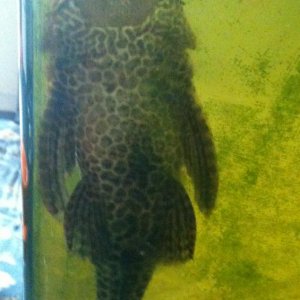 pleco.JPG