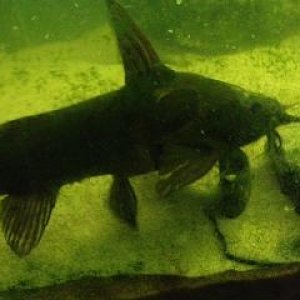 plec.jpg