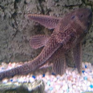 plec.jpg