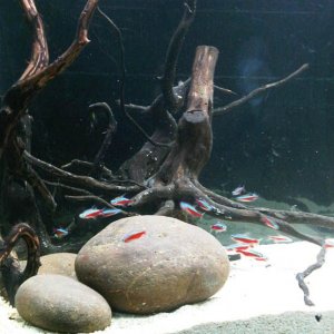 Tank 11.jpg