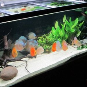Tank 18.jpg