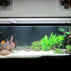 Tank 15.jpg