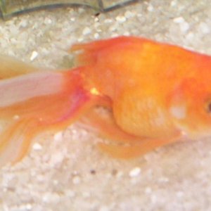 smallergoldie12-18.jpg