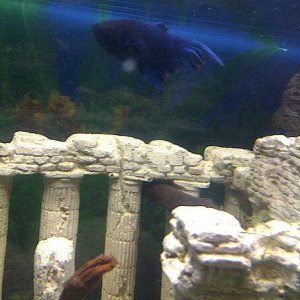 betta2.jpg