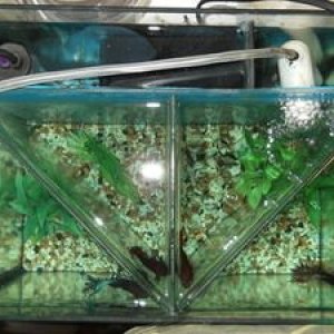 tank001.jpg
